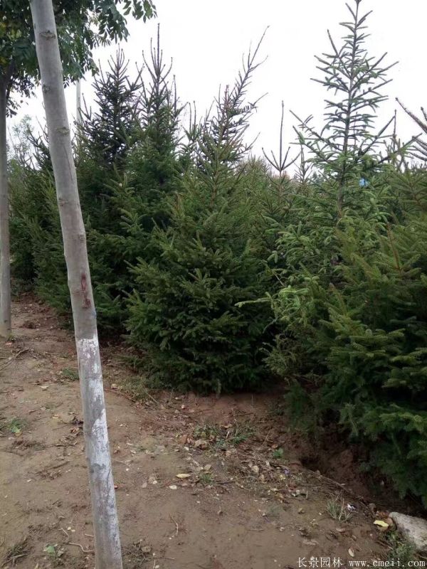 云杉圖片基地實拍 云杉圖片基地實拍