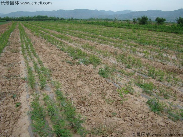 酸棗種子發(fā)芽出苗圖片