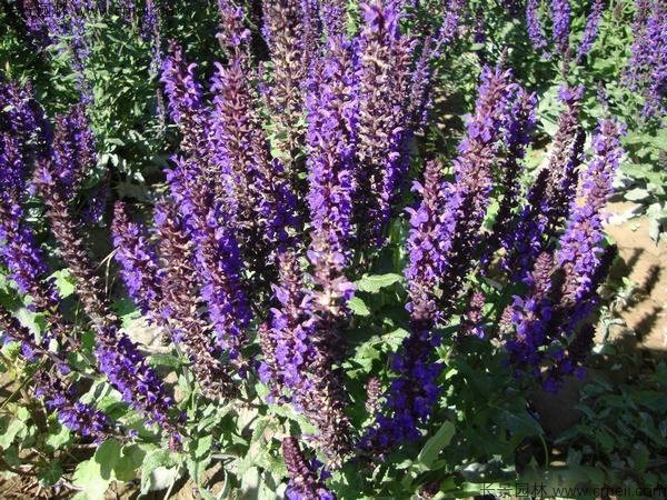 留蘭香薄荷種子發芽出苗開花圖片