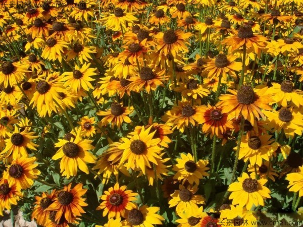 黑心菊種子發芽出苗開花圖片 黑心菊種子發芽出苗開花圖片