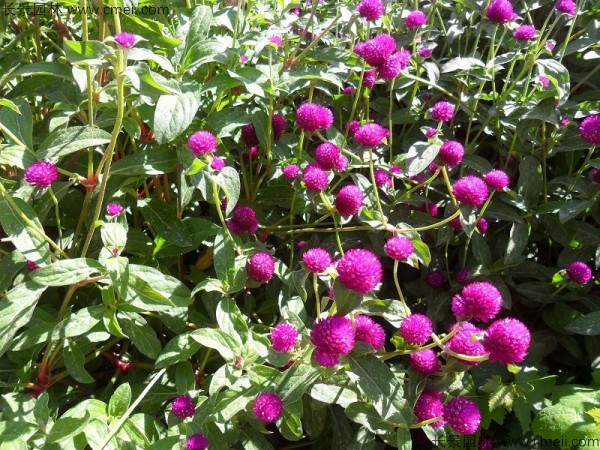 千日紫種子發芽出苗開花圖片 千日紫種子發芽出苗開花圖片