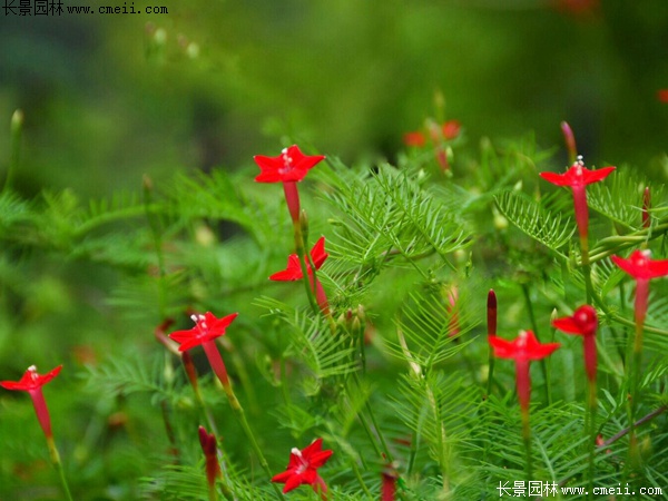 羽葉鶯蘿 羽葉鶯蘿