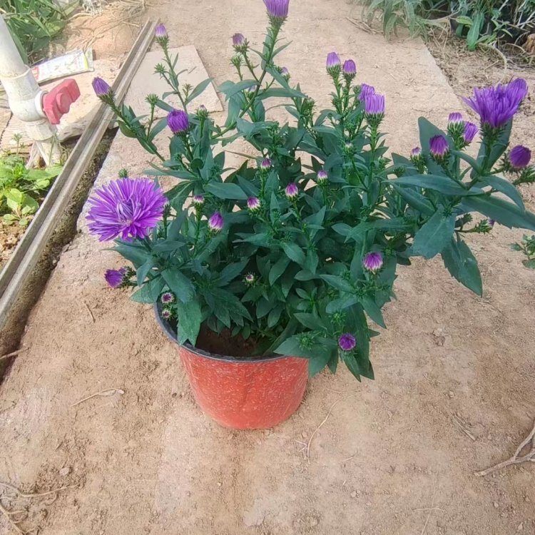 丹麥翠菊荷蘭菊重瓣紫苑 丹麥翠菊荷蘭菊重瓣紫苑