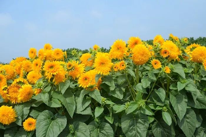 輝煌系列向日葵 輝煌系列向日葵
